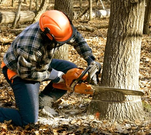 Tree Removal in Vernon, VT